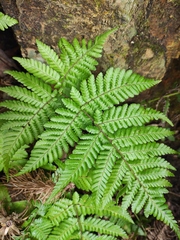 Ctenitis subglandulosa