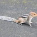 Jungle Palm Squirrel - Photo (c) Devika M B, some rights reserved (CC BY), uploaded by Devika M B