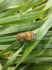 Eristalinus taeniops