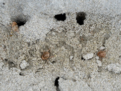 Chaerodes trachyscelides