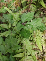 Artemisia lactiflora