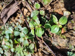 Melastoma dodecandrum