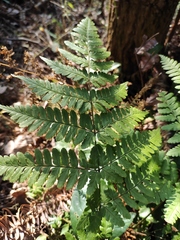 Dryopteris sparsa