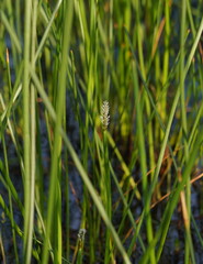 Eleocharis sphacelata