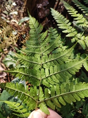 Dryopteris sparsa