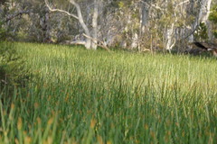 Eleocharis sphacelata