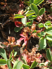 Sibbaldia parviflora