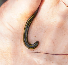Richardsonianus australis