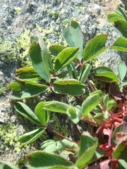 Sibbaldia parviflora