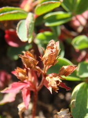 Sibbaldia parviflora