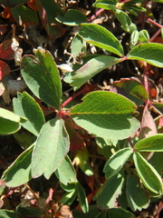 Sibbaldia parviflora