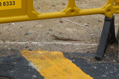 Plestiodon chinensis