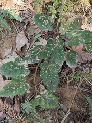 Rubus reflexus
