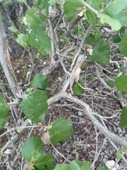Cordia monoica