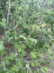 Cordia monoica