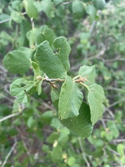 Cordia monoica