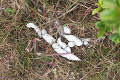 Prionailurus bengalensis