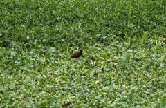 Jacana jacana