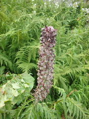 Pedicularis atropurpurea
