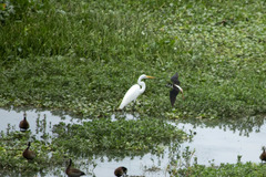 Ardea alba