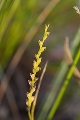 Microtis orbicularis