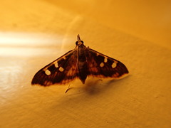 Prophantis androstigmata