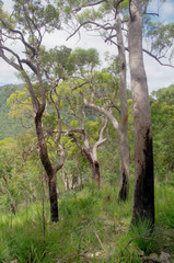 Eucalyptus acmenoides