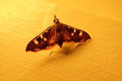 Prophantis androstigmata