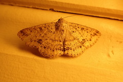 Ericeia sobria