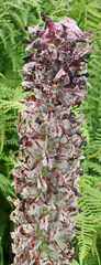 Pedicularis atropurpurea