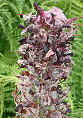 Pedicularis atropurpurea