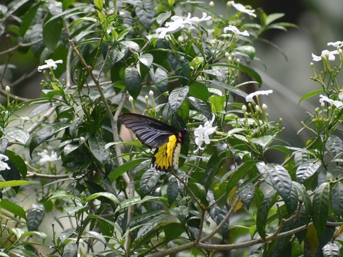 Southern Birdwing