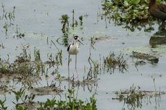 Himantopus mexicanus