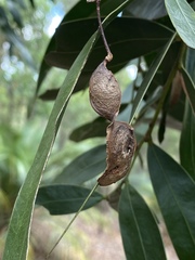 Acacia fasciculifera