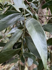 Acacia fasciculifera