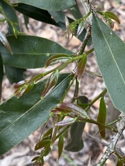 Acacia fasciculifera