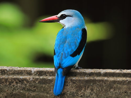 Halcyon senegalensis