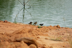 Amazonetta brasiliensis