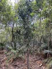 Acacia fasciculifera