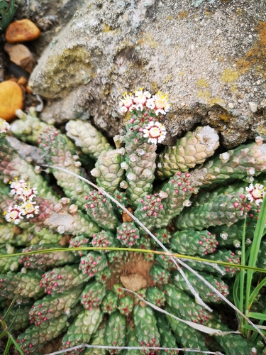 Euphorbia inermis, photograph 3