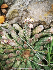 Euphorbia inermis