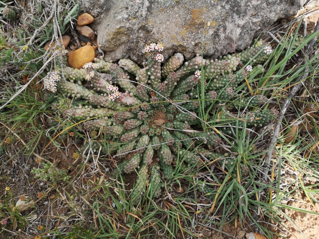 Euphorbia inermis; photograph (c) Ricus Nel, some rights reserved (CC BY)
