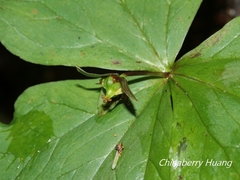 Trillium tschonoskii