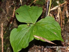 Trillium tschonoskii