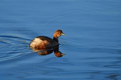 Tachybaptus ruficollis