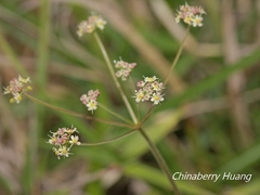 Pimpinella niitakayamensis
