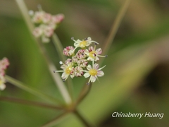 Pimpinella niitakayamensis