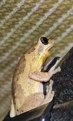 Litoria dentata
