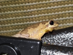 Litoria dentata