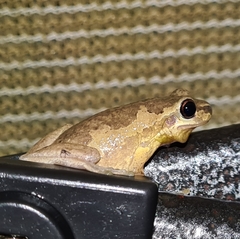 Litoria dentata